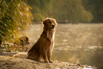 A beautiful golden retriever sits calmly on the riverbank during a peaceful autumn day. The warm...