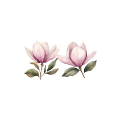 Fototapeta premium Delicate pink magnolia flower in full bloom isolated on white background