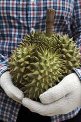 Gardeners hold ripe durians ready to eat.