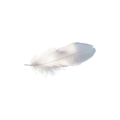 Obraz premium Soft white feather with fine delicate details isolated on white background