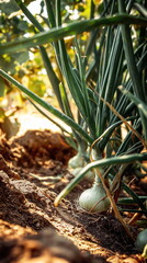 onion grows in the garden harvest