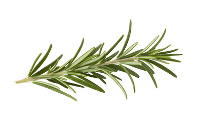Fototapeta premium A High-Resolution Photograph of a Single Sprig of Fresh Rosemary Herb