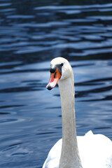 Łabędź © Lukasz