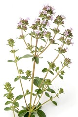 thymus vulgaris fresh herbs on white background