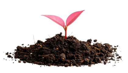 Closeup view of a young plant emerging from the soil showcasing its intricate details such as fresh pink leaves smooth stem and natural textures all set isolated on a white background