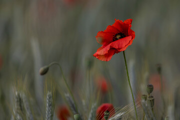 Coquelicot