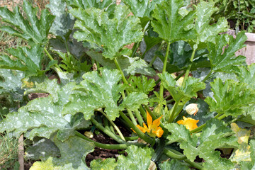Close up of home made vegetable garden allotment with courgette and pumpkin plants growing DIY...