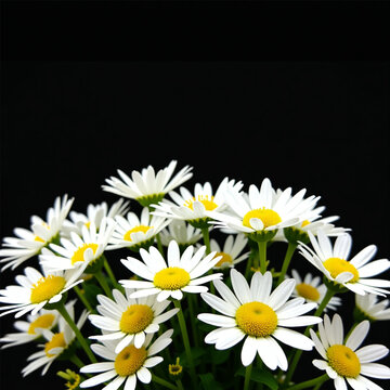 Ai genarate falower daisy, nature, desgine