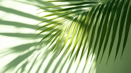 Obraz premium Lush palm leaf casting vibrant shadows on a pale green background