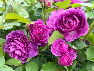 Amazing pink roses blooms in garden.