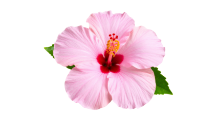 Vibrant pink hibiscus flower in full bloom, isolated on a transparent background, showcasing its delicate beauty and tropical charm