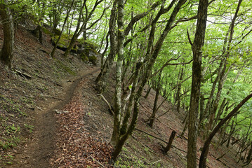 Climbing Mount Kumotori, Tokyo, Japan
