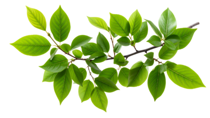 Realistic 3d rendered branch with green leaves on transparent background