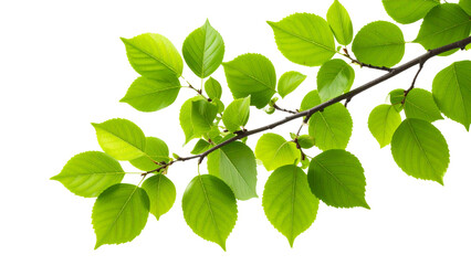 Realistic 3d rendered branch with green leaves on transparent background