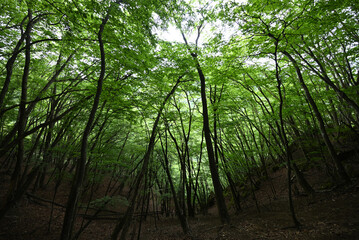 Climbing Mount Kumotori, Tokyo, Japan