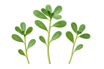 Fototapeta premium Purslane sprigs with green leaves and stems isolated on transparent background, ideal for healthy food or nature-themed projects