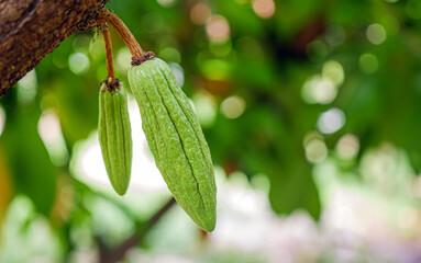 Grow small Cocoa pods branch with young fruit and blooming cocoa flowers grow on trees. The cocoa...