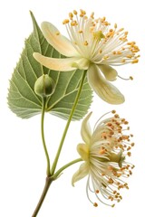 Obraz premium white and yellow tilia cordata flowers
