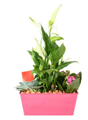 Outdoor garden plants in pink square pots cut out isolated transparent background