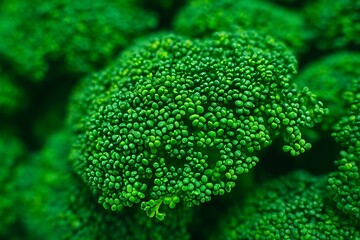 The microgreen garden is lush with vibrant green young edible plants that make for healthy food