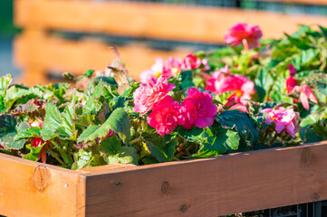 Wooden box with pink flowers in it