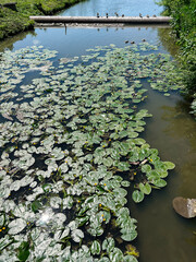 Lush pond with lily pads under natural sunlight and surrounding greenery