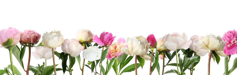 Different aromatic peonies with green leaves on white background