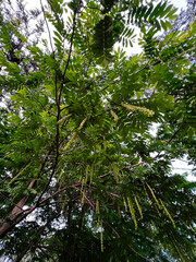Lush green Caucasian wingnut tree branches with hanging seeds on a sunny day in nature