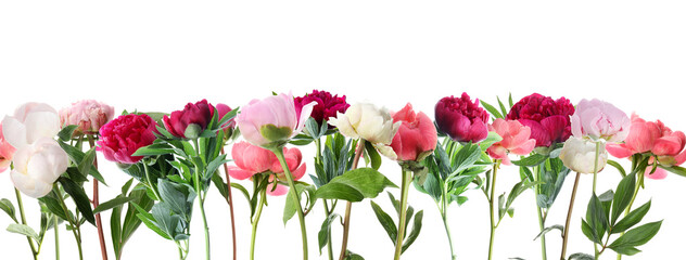 Different aromatic peonies with green leaves on white background