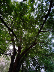 Lush green Caucasian wingnut tree canopy captured from below with sunlight filtering through leaves