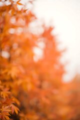Abstract autumnal display with blurred orange hues and light background