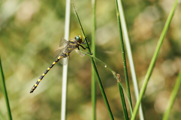 Detalle de libélula tigre Cordulegaster boltonii posada en tallo de junco, Alcoy, España
