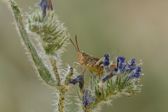 Saltamontes camuflado en planta Viborera de arenal Echium arenarium con apilamiento de enfoque, Alcoy, Espa&ntilde;a