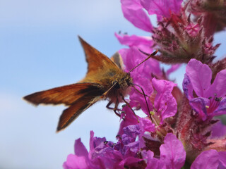 Small skipper butterfly (Thymelicus sylvestris), female feeding on purple loosestrife flowers