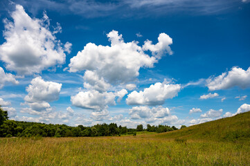 Obraz premium Field with trees and a blue sky