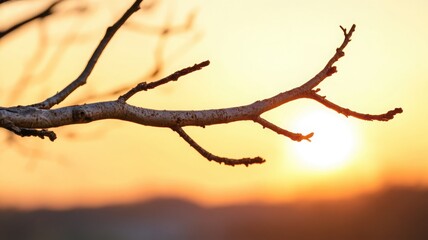 Bare tree branch diagonally crossing a golden sunset sky with a blurred misty horizon and textured wood detail