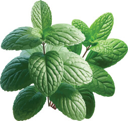 mint plant