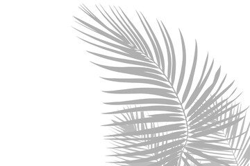 Palm Leaf Shadow Overlay on Transparent Background – Realistic Tropical Foliage Silhouette for Summer Design Projects