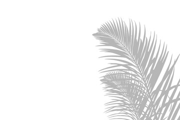 Palm Leaf Shadow Overlay on Transparent Background – Realistic Tropical Foliage Silhouette for Summer Design Projects