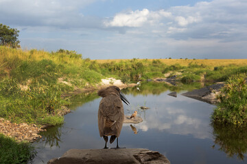 A broad view of Hamerkop perched on a rock at Masai Mara, Kenya