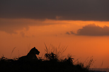 Silhouette of lion with splendid  hue during sunset at Masai Mara, Kenya