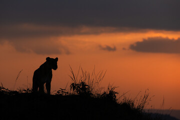 A lion on the mound with splendid hue during sunset at Masai Mara, Kenya