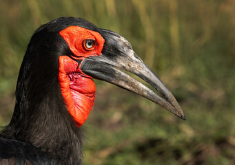 Portrait of a Southern ground hornbill with beautiful eye lace, Masai Mara, Kenya