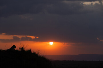 Silhouette of lion with dramatic sunset at Masai Mara, Kenya