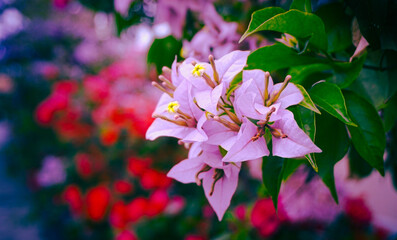 Softly focused purple bougainvillea flowers contrasting with a blurred background of red blooms, creating a dreamy floral scene.