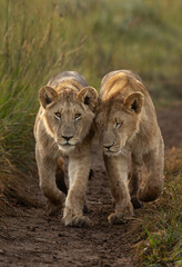 Subadult lions of black rock pride walking in Savannah, Masai Mara, Kenya