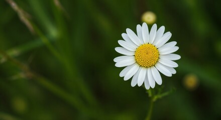 Obraz premium Single daisy flower blooming in green meadow background 
