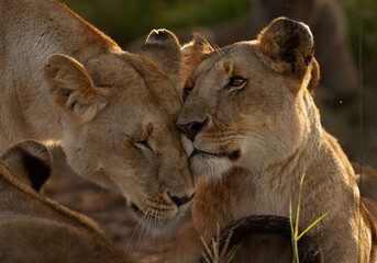 Lions of black rock pride showing love and affection, Masai Mara, Kenya