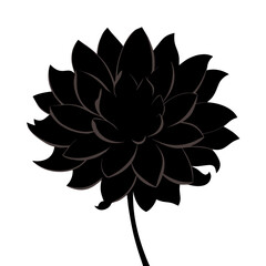 Exquisite Dalia Flower Texture and Color Closeup Image