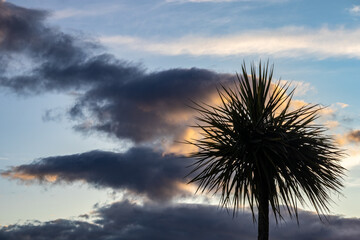 Solitary palm tree silhouetted against a dramatic sky